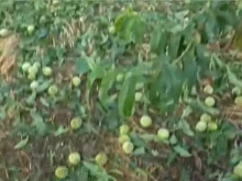 Унищожена ли е реколтата след градушката в Сливенско?