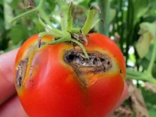 Сериозен вредител застрашава реколтата, открит е в областите Пловдив и П...