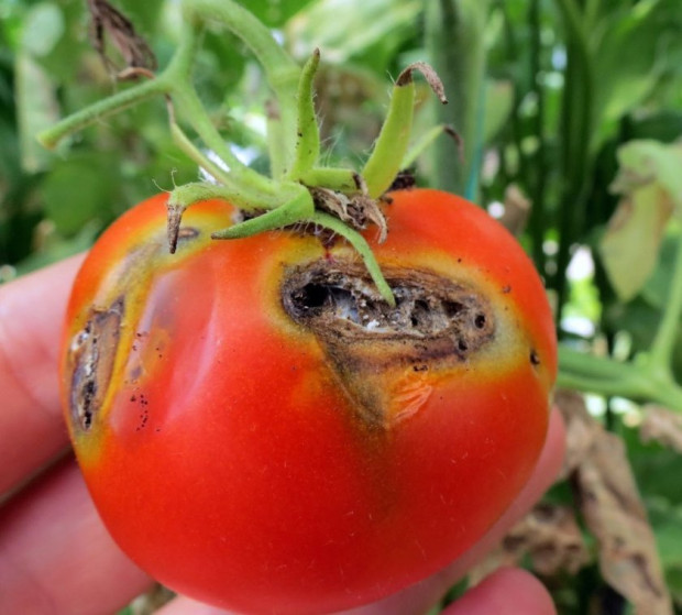 Вредителят доматен молец е разпространен повсеместно в Европа открит е