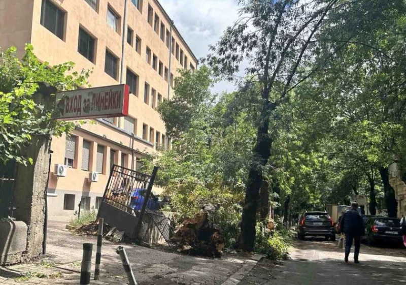 Повалено от бурята в София: Дърво се стовари върху оградата на болница 