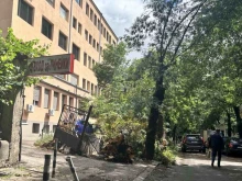 Повалено от бурята в София: Дърво се стовари върху оградата на болница "Шейново"