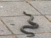 Змия се разходи по площада в Дупница