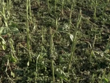 Унищожена реколта след градушките в Сливенско, земеделците без застраховки