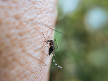 Насекомо, което пренася вируси като денга и зика, трайно се е установило в България