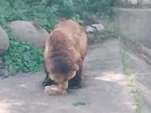 Вижте какво си похапва в горещите дни кафявата мечка в Зоологическата градина в София