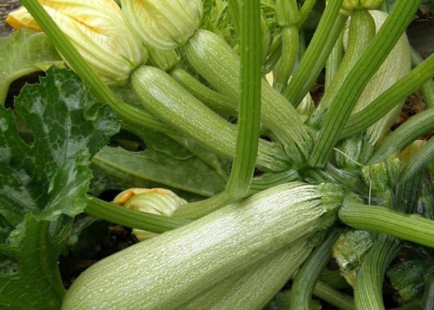 Тиквичките имат отлична репутация в зеленчуковата градина – смята се