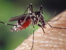 Проф. Ива Христова: Широко разпространените комари в България са безобидни