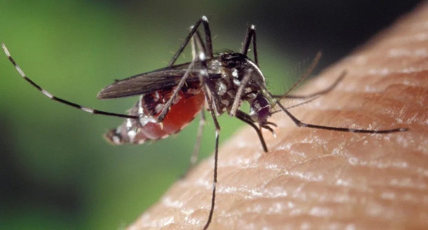 Широко разпространените комари в България са безобидни Те могат да