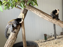 Новодомци в бургаския зоопарк изненадаха всички