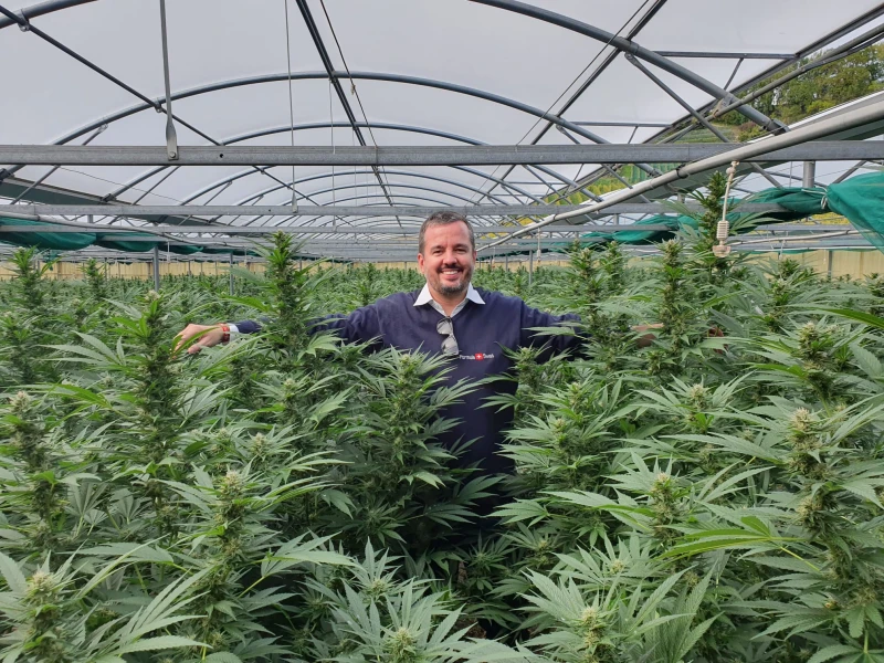 Рязко нарасна популярността на CBD маслото в България