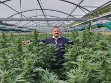 Рязко нарасна популярността на CBD маслото в България