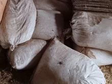 Удар на "Икономическа полиция" в Пловдив
