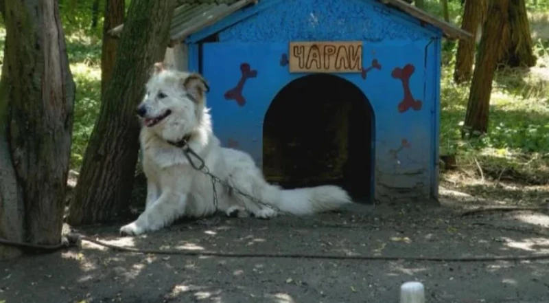 Кучета задържаха предполагаем дилър на дрога в психиатричната болница в Раднево