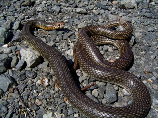 Змия е ухапала младеж в планината Витоша вчера Това потвърдиха