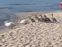 Летовници не повярваха на очите си на наш плаж