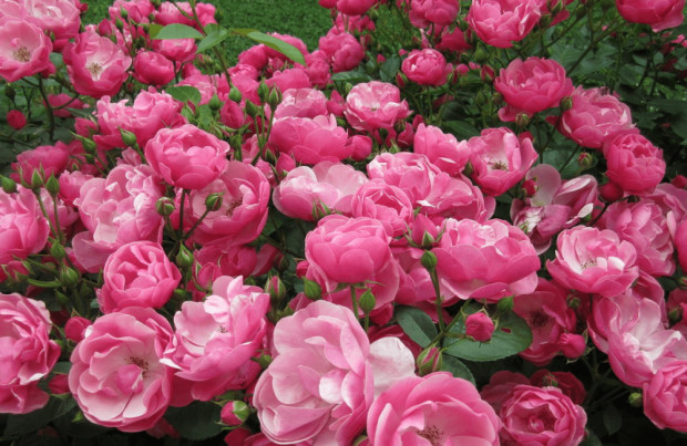 Ако не искате розовата градина да е тъжна късайте всяка