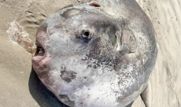 Гигантска слънчева риба бе изхвърлена на плаж в Орегон Посетителите