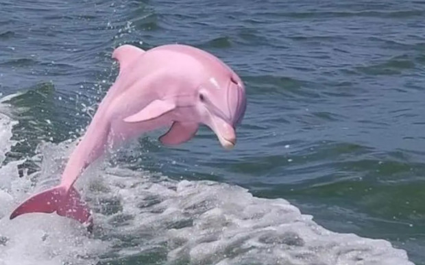 Снимки на розов делфин публикувани във Фейсбук страницата Несебър най