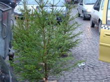 Няма криза в търговията с елхички в Пловдив