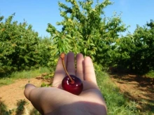 Производител: Част от реколтата започва да се скапва, цените са много ниски. Череши има, но няма кой да ги бере