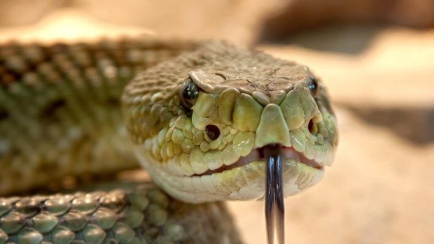Увеличават се сигналите за ухапвания от отровни змии Междувременно във