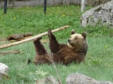 Край на чакането! Паркът за мечки край Белица отваря врати