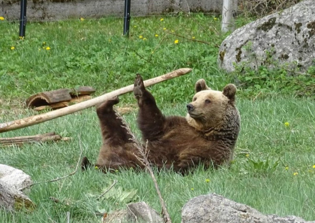 TD Паркът за мечки край Белица отваря врати за посетители за