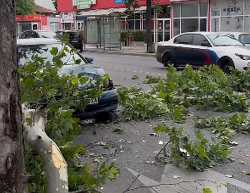 Клон се стовари върху автомобил докато се движи по пловдивски булевард