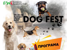 Уникален фестивал за кучета ще се проведе в Пловдив