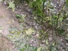 Жител на Рибново: Страшна гледка!