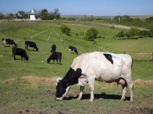 Дания ще взима от фермерите по 100 евро за крава в първия въглероден данък върху селското стопанство