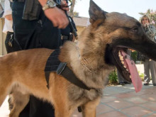 Куче нападна и нахапа в областта на предмишниците полицай при спецоперация в София, задържан е мъж