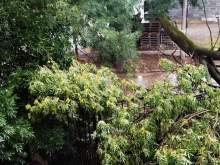 Десетки са падналите дървета и клони след бурята във Видин снощи