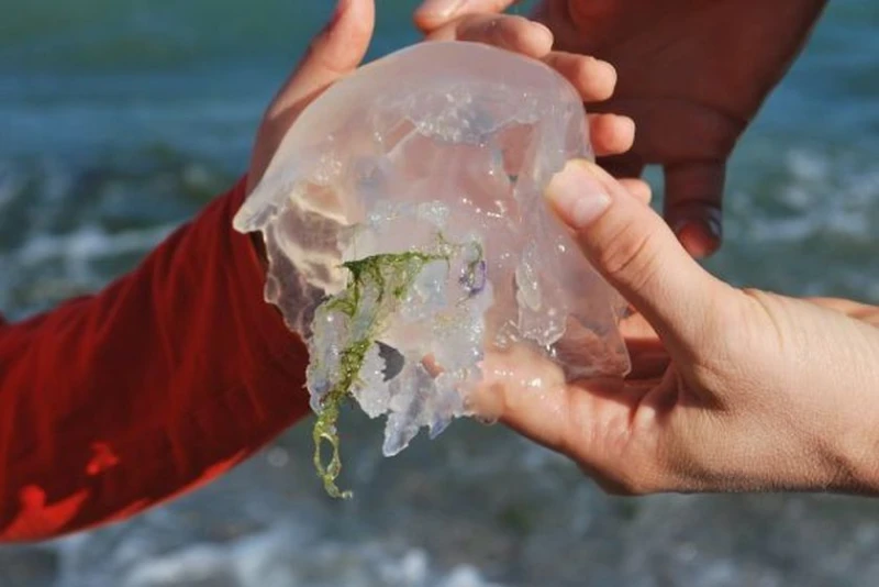 40 лева за преглед на морето, дори за здравноосигурените - таксува се дори ужилване от медуза