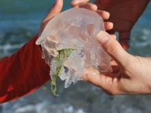 40 лева за преглед на морето, дори за здравноосигурените - таксува се дори ужилване от медуза