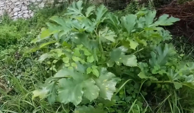 Това е най-опасното растение в България - никога не го пипайте с голи ръце. Сокът му може да ослепи човек
