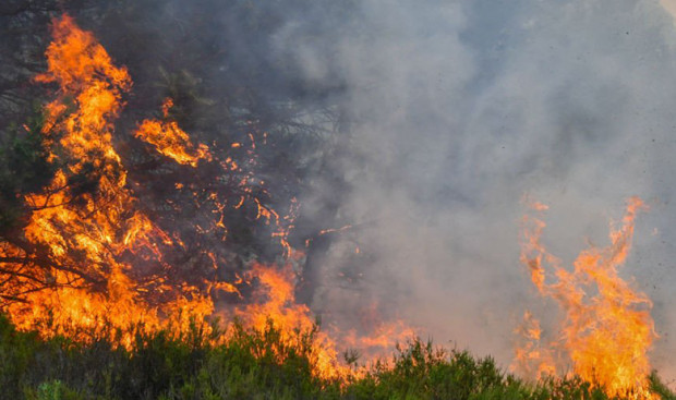 Пожар изпепели близо 20 дка орехови насаждения край Варна