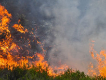 Пожар изпепели близо 20 дка орехови насаждения край Варна