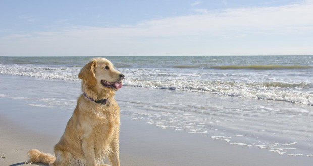 Може ли с куче на плаж или не Темата бе