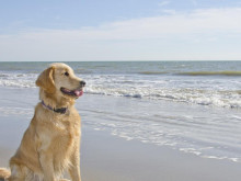 Може ли с куче на плажа? Бурен дебат в социалните мрежи