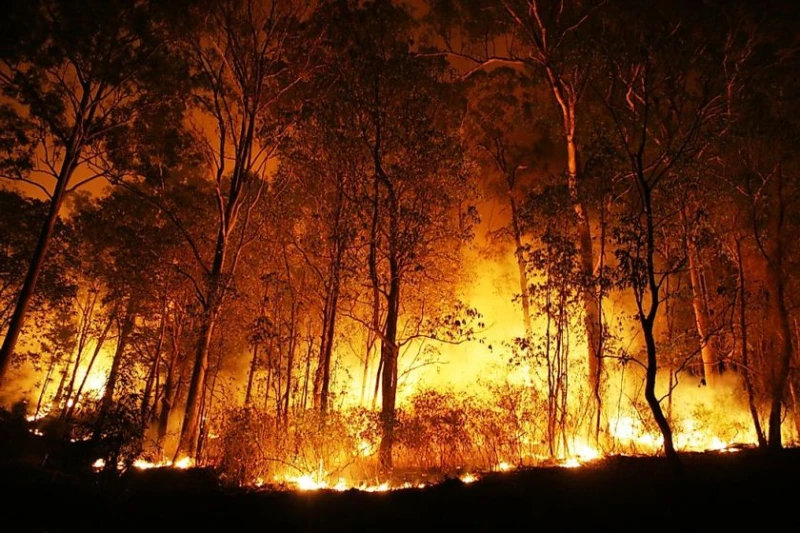Девет пожара в Силистренско за последното денонощие, унищожени са 230 дка пшеница
