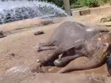Ето как обитателите на Зоологическата градина в София се справят с жегите
