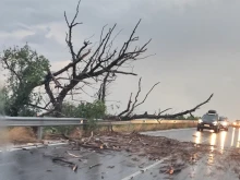 Шофирайте внимателно! Бурята събори дърво на Околовръстното на Пловдив