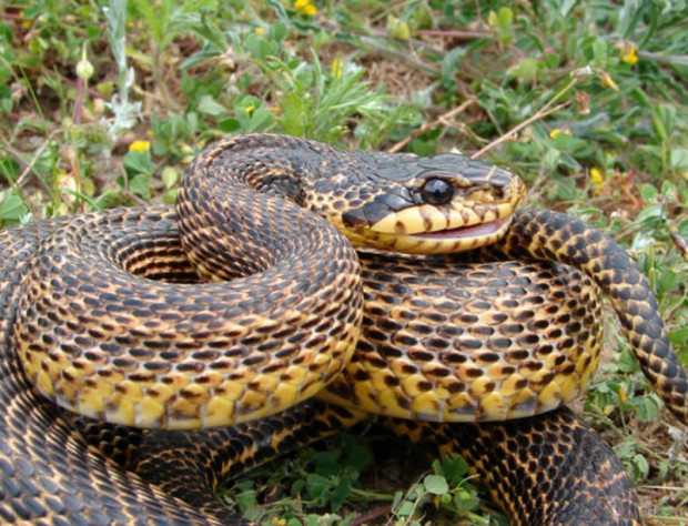 В България няма отровни змии, които да убият здрав човек при оказана навреме медицинска помощ
