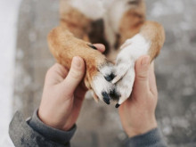 Увеличават се осиновяванията в Общинския приют за безстопанствени кучета в Казанлък