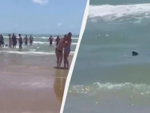 Двуметрова акула рани четирима души на плаж в Тексас