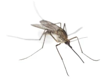 Пръскат срещу комари в Силистра