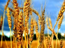 Втора поредна година с много слаба реколта на жито в Южна България
