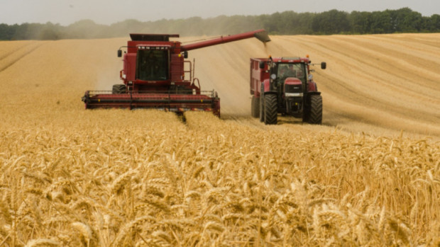 TD Много слаба реколта от жито отчитат зърнопроизводителите в Южна