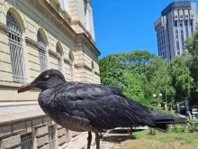 Рядък екземпляр: Черна чайка се появи във Варна, предложение за име?